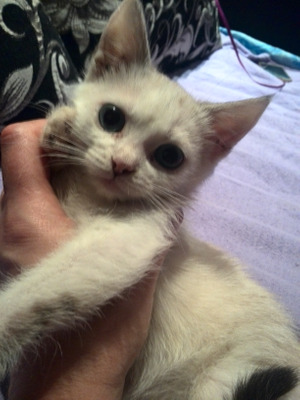 Комментарий с изображением на AdMe.Media