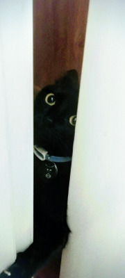 Комментарий с изображением на AdMe.Media