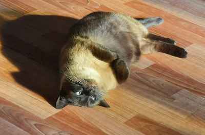 Комментарий с изображением на AdMe.Media