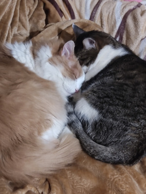 Комментарий с изображением на AdMe.Media