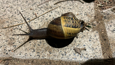 Комментарий с изображением на AdMe.Media