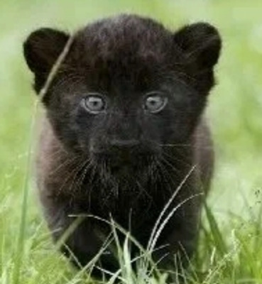 Комментарий с изображением на AdMe.Media