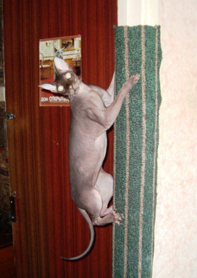 Комментарий с изображением на AdMe.Media