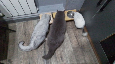 Комментарий с изображением на AdMe.Media