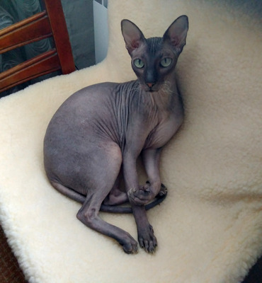 Комментарий с изображением на AdMe.Media