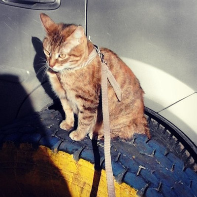 Комментарий с изображением на AdMe.Media