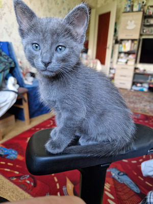 Комментарий с изображением на AdMe.Media