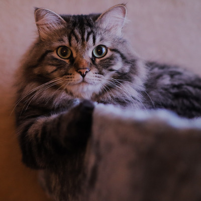 Комментарий с изображением на AdMe.Media