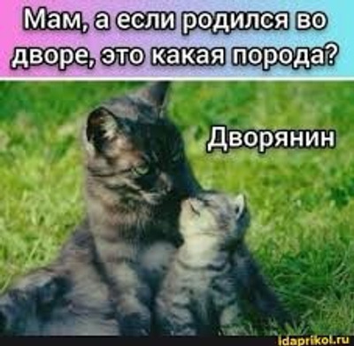 Комментарий с изображением на AdMe.Media