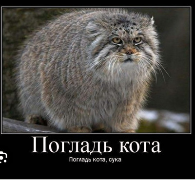 Комментарий с изображением на AdMe.Media