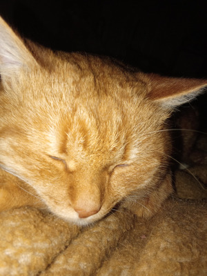 Комментарий с изображением на AdMe.Media