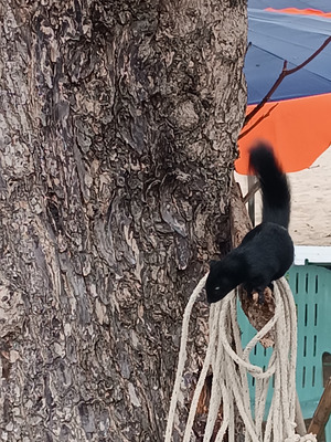 Комментарий с изображением на AdMe.Media