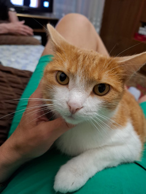 Комментарий с изображением на AdMe.Media