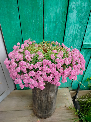 Комментарий с изображением на AdMe.Media