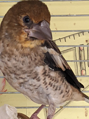 Комментарий с изображением на AdMe.Media