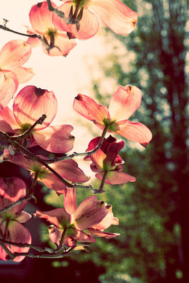 Комментарий с изображением на AdMe.Media