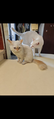 Комментарий с изображением на AdMe.Media