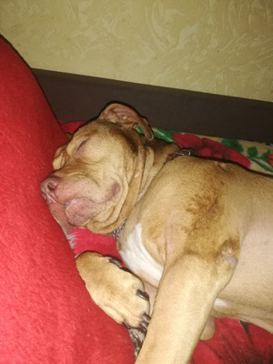 Комментарий с изображением на AdMe.Media