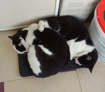 Комментарий с изображением на AdMe.Media