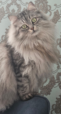 Комментарий с изображением на AdMe.Media