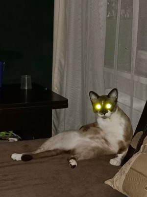 Комментарий с изображением на AdMe.Media