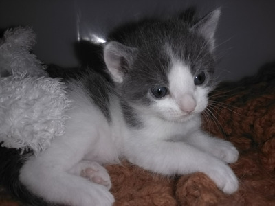 Комментарий с изображением на AdMe.Media