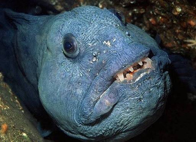 Комментарий с изображением на AdMe.Media