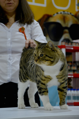 Комментарий с изображением на AdMe.Media