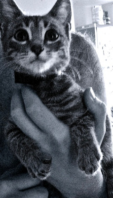 Комментарий с изображением на AdMe.Media