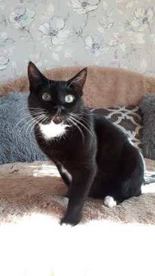 Комментарий с изображением на AdMe.Media