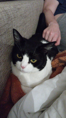 Комментарий с изображением на AdMe.Media