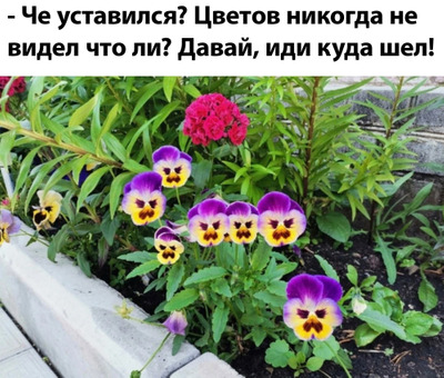 Комментарий с изображением на AdMe.Media