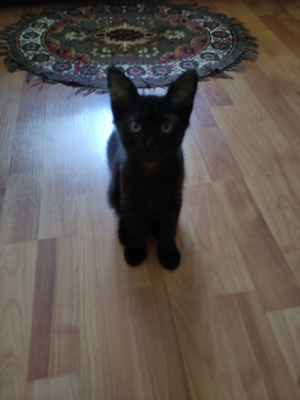 Комментарий с изображением на AdMe.Media