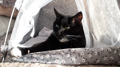 Комментарий с изображением на AdMe.Media