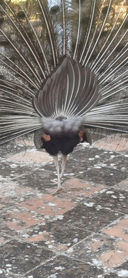 Комментарий с изображением на AdMe.Media