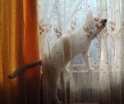 Комментарий с изображением на AdMe.Media