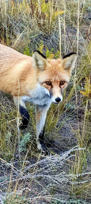 Комментарий с изображением на AdMe.Media