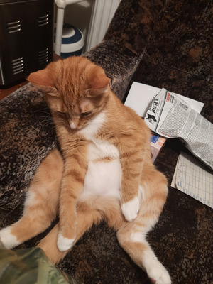 Комментарий с изображением на AdMe.Media