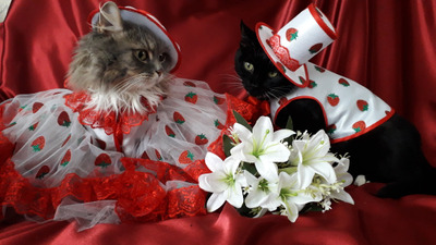 Комментарий с изображением на AdMe.Media