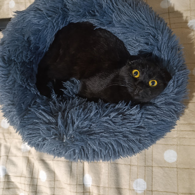 Комментарий с изображением на AdMe.Media