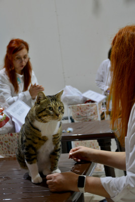 Комментарий с изображением на AdMe.Media