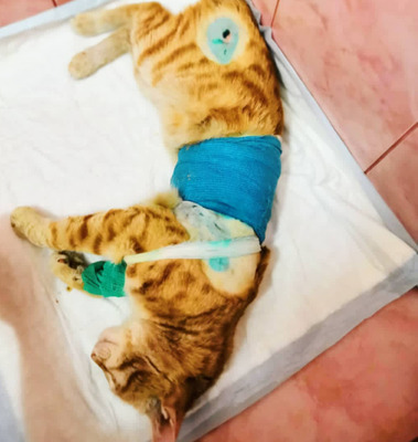 Комментарий с изображением на AdMe.Media