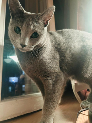 Комментарий с изображением на AdMe.Media