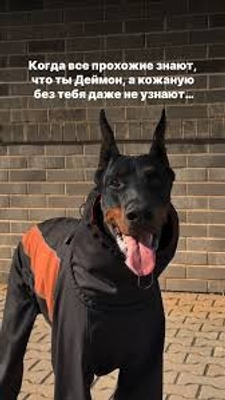 Комментарий с изображением на AdMe.Media
