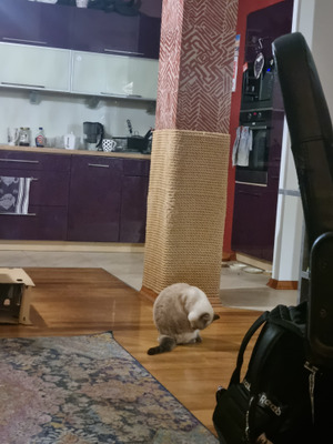 Комментарий с изображением на AdMe.Media