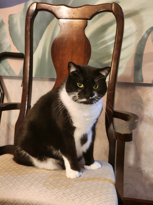 Комментарий с изображением на AdMe.Media