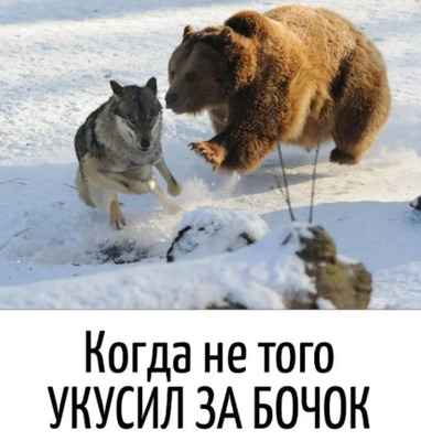 Комментарий с изображением на AdMe.Media