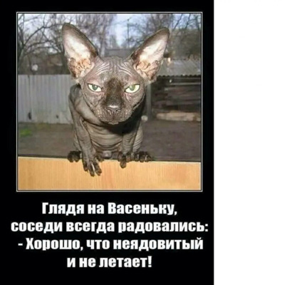 Комментарий с изображением на AdMe.Media