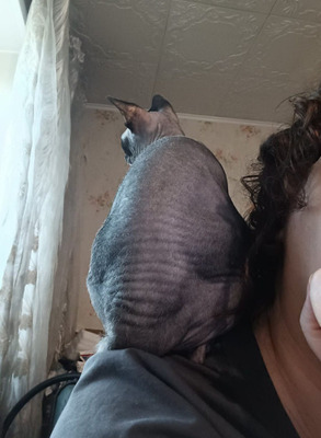 Комментарий с изображением на AdMe.Media