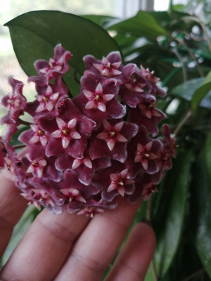 Комментарий с изображением на AdMe.Media